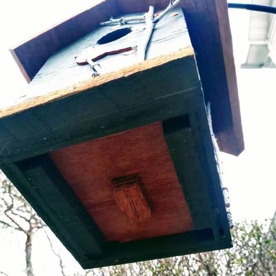 Handgeschilderde kardinaal en berk bomen hout vogelhuis voor vogelbeschermers