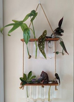 202407 Plantenvermenigvuldigingsstation voor OEM-hydroponische vaasgroeiplanten Starterstation