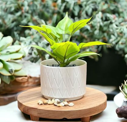 Acacia Hout Riser Ronde voetstuk Riser Board Hout voetstuk Stand voor Keuken Display