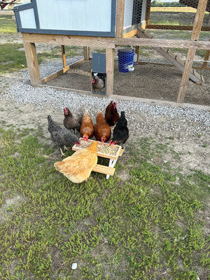 Pet Feeder Mini Picnic Table Kipvoerder voor kleine dieren GEEN LCD-scherm