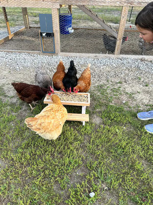 Pet Feeder Mini Picnic Table Kipvoerder voor kleine dieren GEEN LCD-scherm