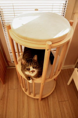 Functie Ruimte besparen Massivhouten poesje nest 2 Tier Kattenmeubelen Boom Kattenhuis Grot Bed