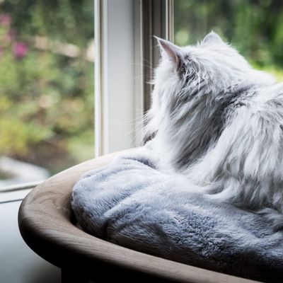 Gewoon houten doos rechthoekig huisdierbed met anti-glij-ontwerp en makkelijke verzorgingsstructuur