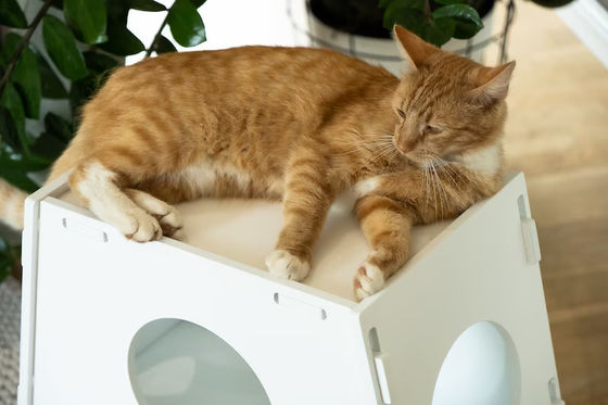 Houten kruk Huishoudelijk apparaat Moderne binnenhuis huisdier kooi Huis voor honden en katten Woonkamer