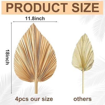 Vitalucks Logo milieuvriendelijk composteerbaar hand 4 stuks groot natuurlijk goud gedroogde palmbladeren